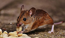 24 Hour & Emergency Exterminators in Mntpelier Sta, VA
